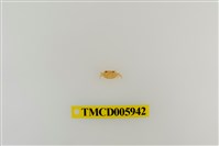 藏品(拉氏清溪蟹)的圖片